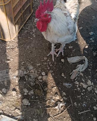 Gallo un anno