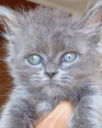 Gattino sacrobirmano persiano