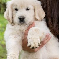 Cuccioli di golden retriever