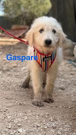Tre cuccioli mix spinone maremmano