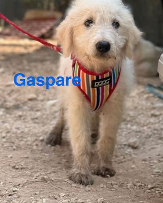 Tre cuccioli mix spinone maremmano