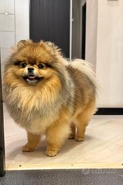 Spitz Pomerania