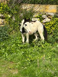 Puledro black overo 2025