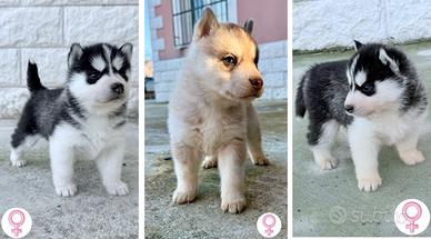 Cuccioli Siberian Husky