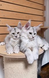MAINE COON SHADED pedigree ANFI linee estere top