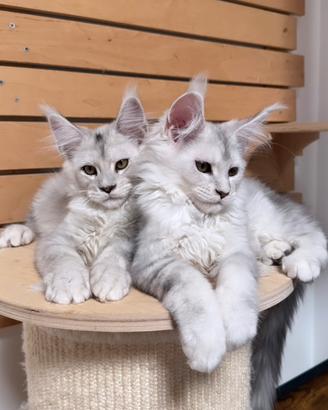 MAINE COON SHADED pedigree ANFI linee estere top