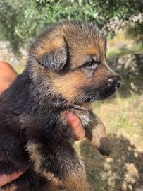 Cucciolo di pastore tedesco pedigree Enci