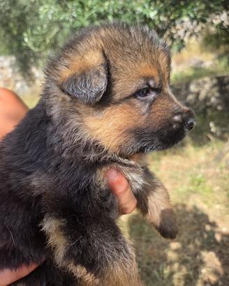 Cucciolo di pastore tedesco pedigree Enci