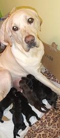 Cuccioli Labrador