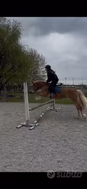 Haflinger