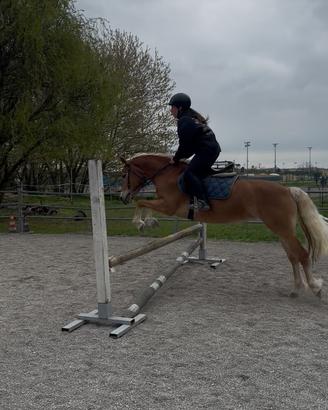 Haflinger
