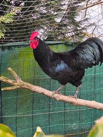 Gallo e galline australorp