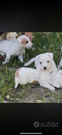 Jack russell