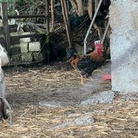 Gallo Razza Nana