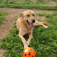 Mika mix pastore taglia grande