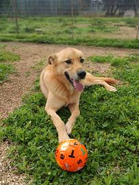 Mika mix pastore taglia grande