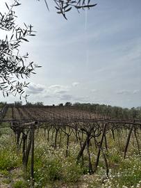 Terreno Agricolo 1,1 Ha (Contrada Mercanti) BT