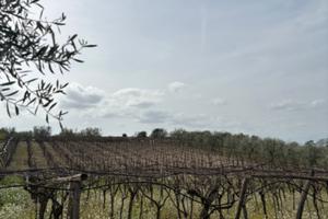 Terreno Agricolo 1,1 Ha (Contrada Mercanti) BT