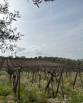 Terreno Agricolo 1,1 Ha (Contrada Mercanti) BT