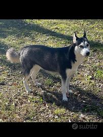 Siberian Husky