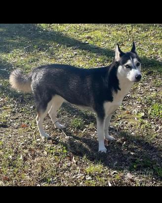 Siberian Husky