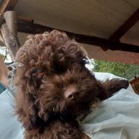 Lagotto romagnolo cucciolA tartufo