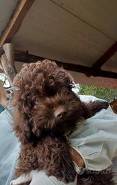 Lagotto romagnolo cucciolA tartufo