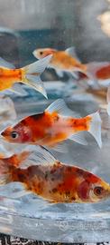 Pesci rossi