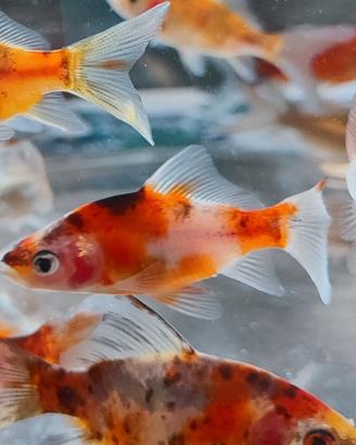 Pesci rossi