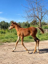 Cavallina