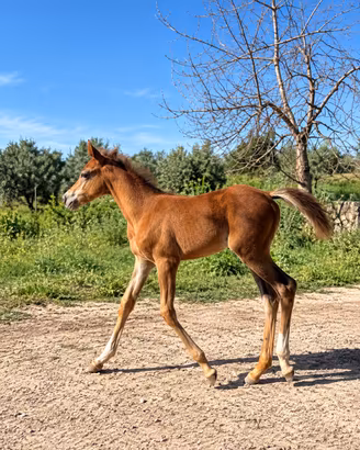 Cavallina