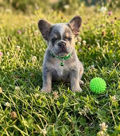 Cuccioli di bulldog francese Fluffy Lilac tan