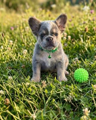Cuccioli di bulldog francese Fluffy Lilac tan