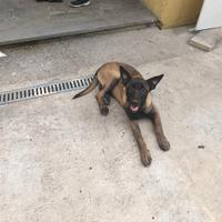 2 cani malinois maschio e femmina, 1 anno