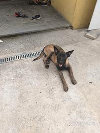 2 cani malinois maschio e femmina, 1 anno