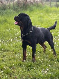 Rottweiler con pedigree di 2 anni e mezzo