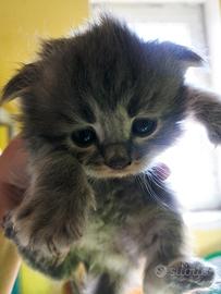 Scottish fold