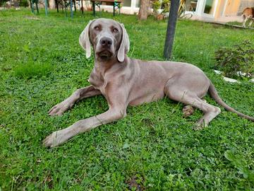 weimaraner 