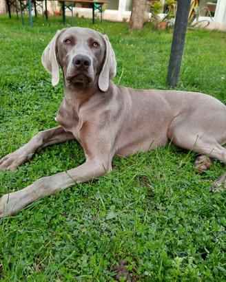 weimaraner 