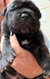 Cane corso