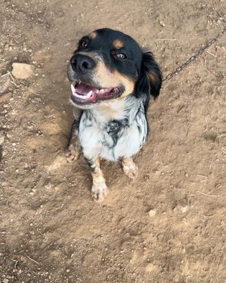 Cane da caccia