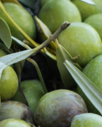 latta olio di oliva 5lt