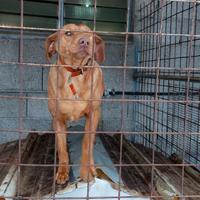 Segugio maremmano da cinghiale