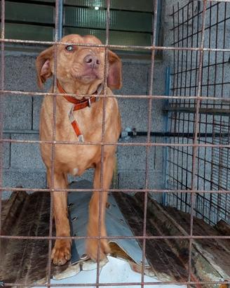 Segugio maremmano da cinghiale