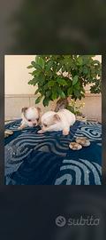 Chihuahua