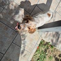 Cocker 5 mesi