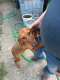 Segugio italiano 8 mesi