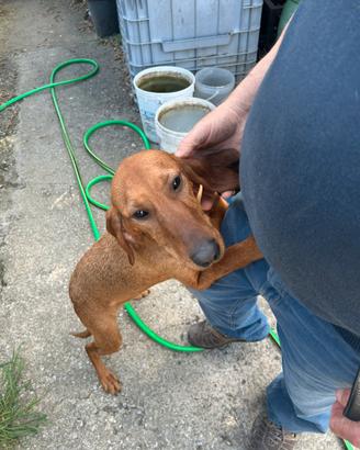 Segugio italiano 8 mesi