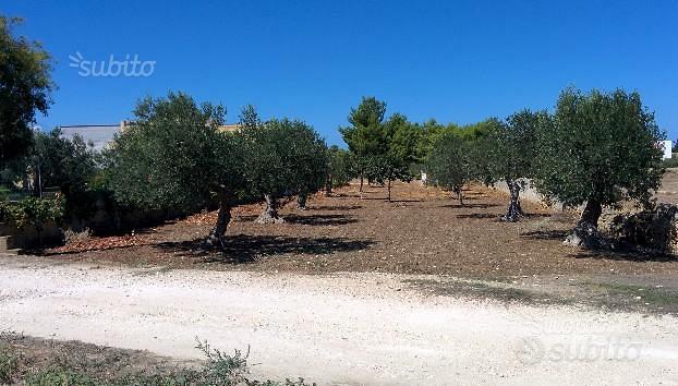 Terreno agricolo con uliveto - Terreni e rustici In vendita a Trapani