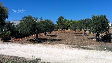 Terreno agricolo con uliveto